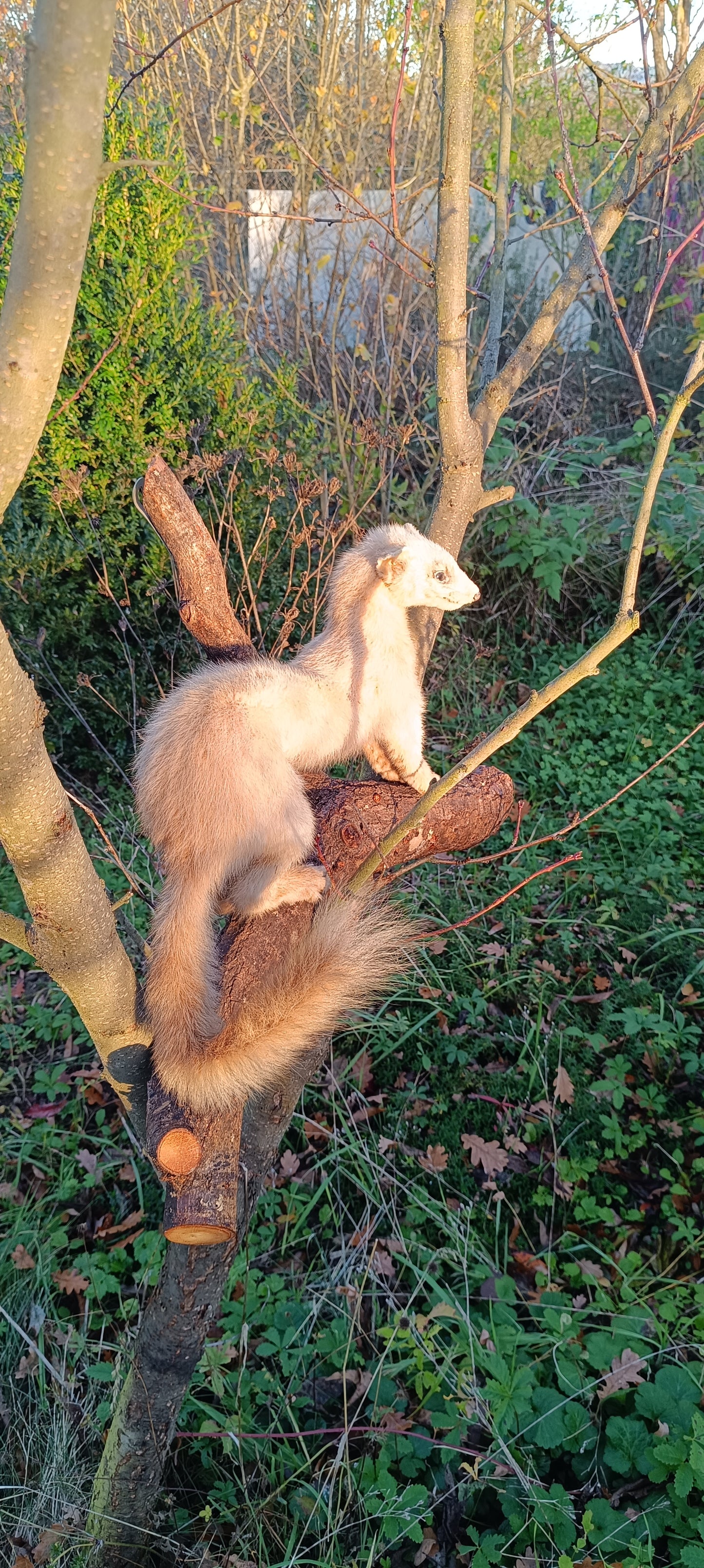 Taxidermie furet blanc sur sa branche.