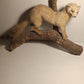 Taxidermie furet blanc sur sa branche.