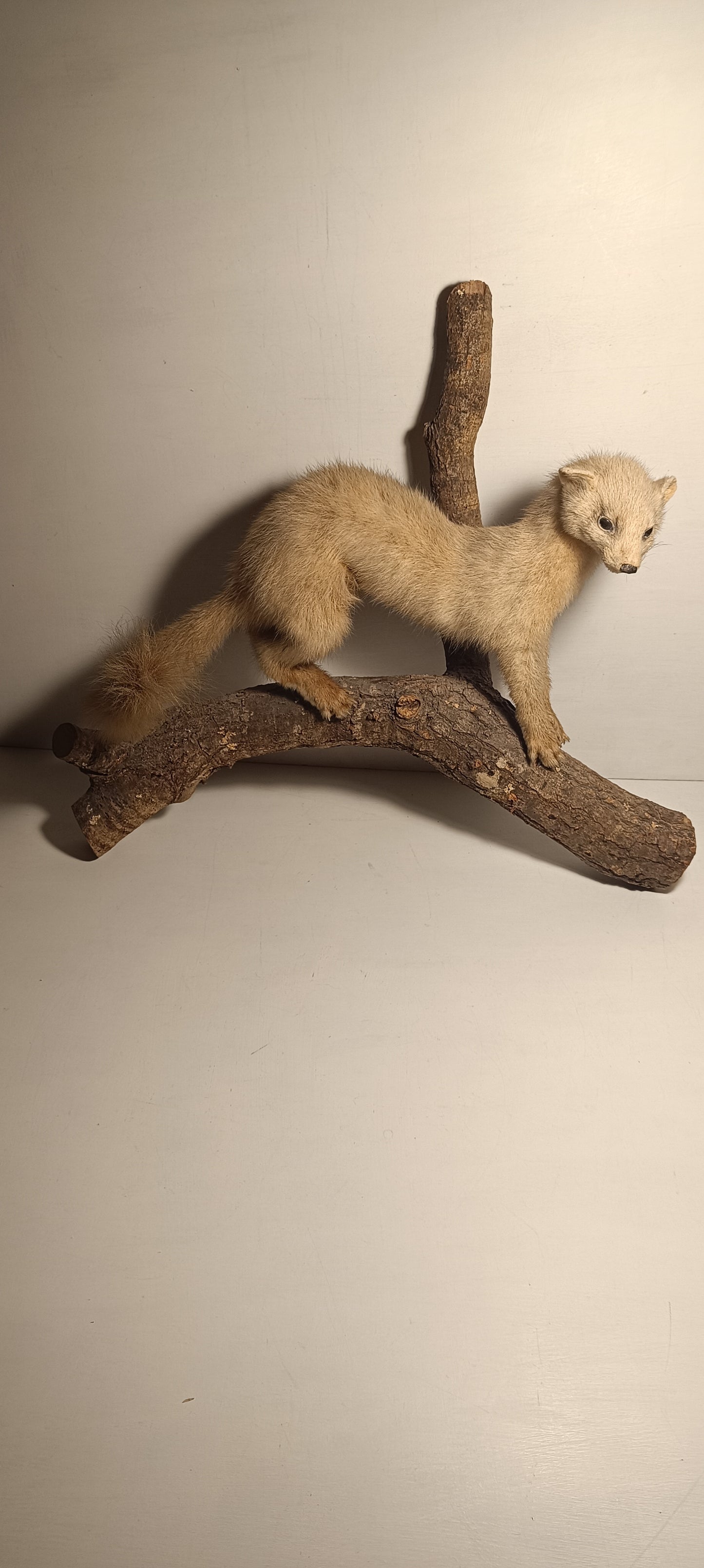 Taxidermie furet blanc sur sa branche.