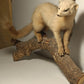 Taxidermie furet blanc sur sa branche.