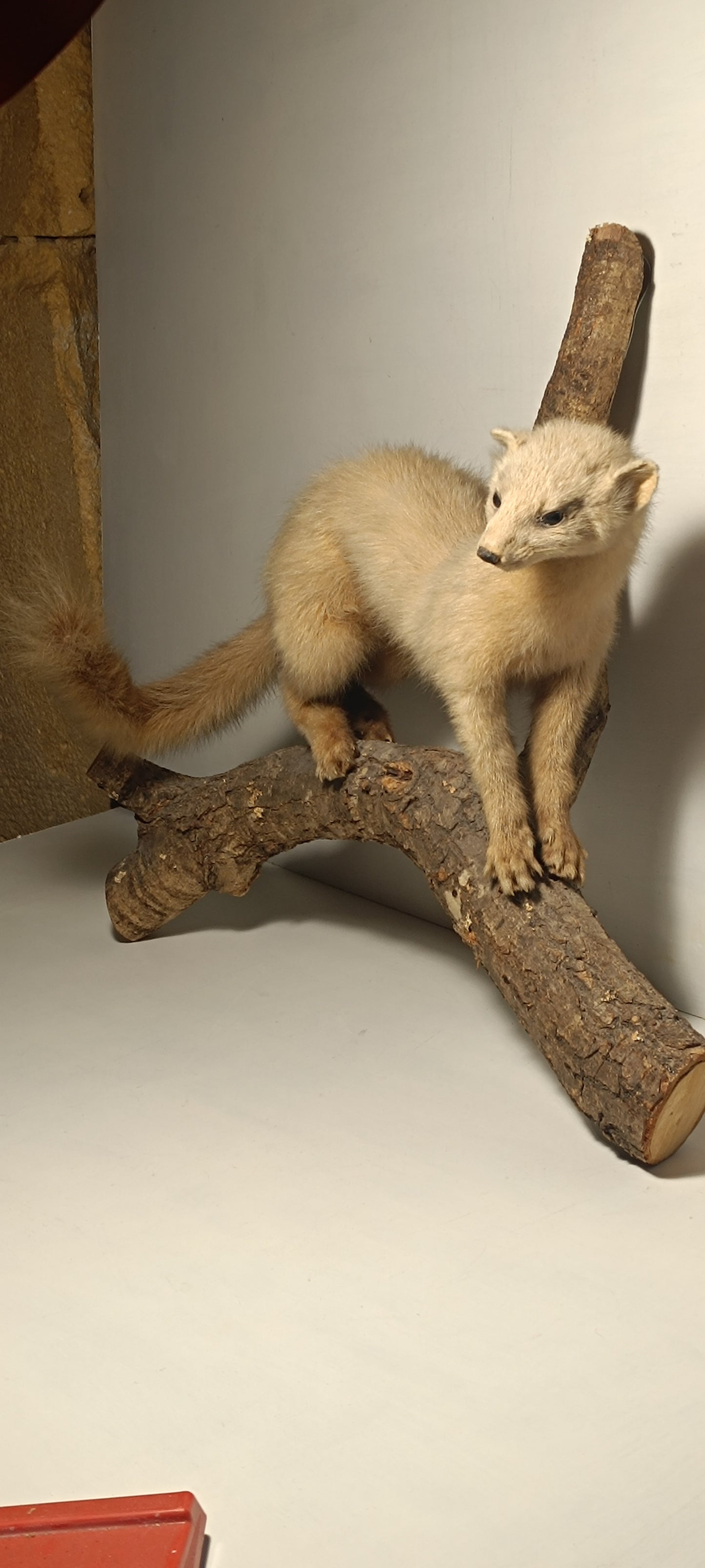 Taxidermie furet blanc sur sa branche.