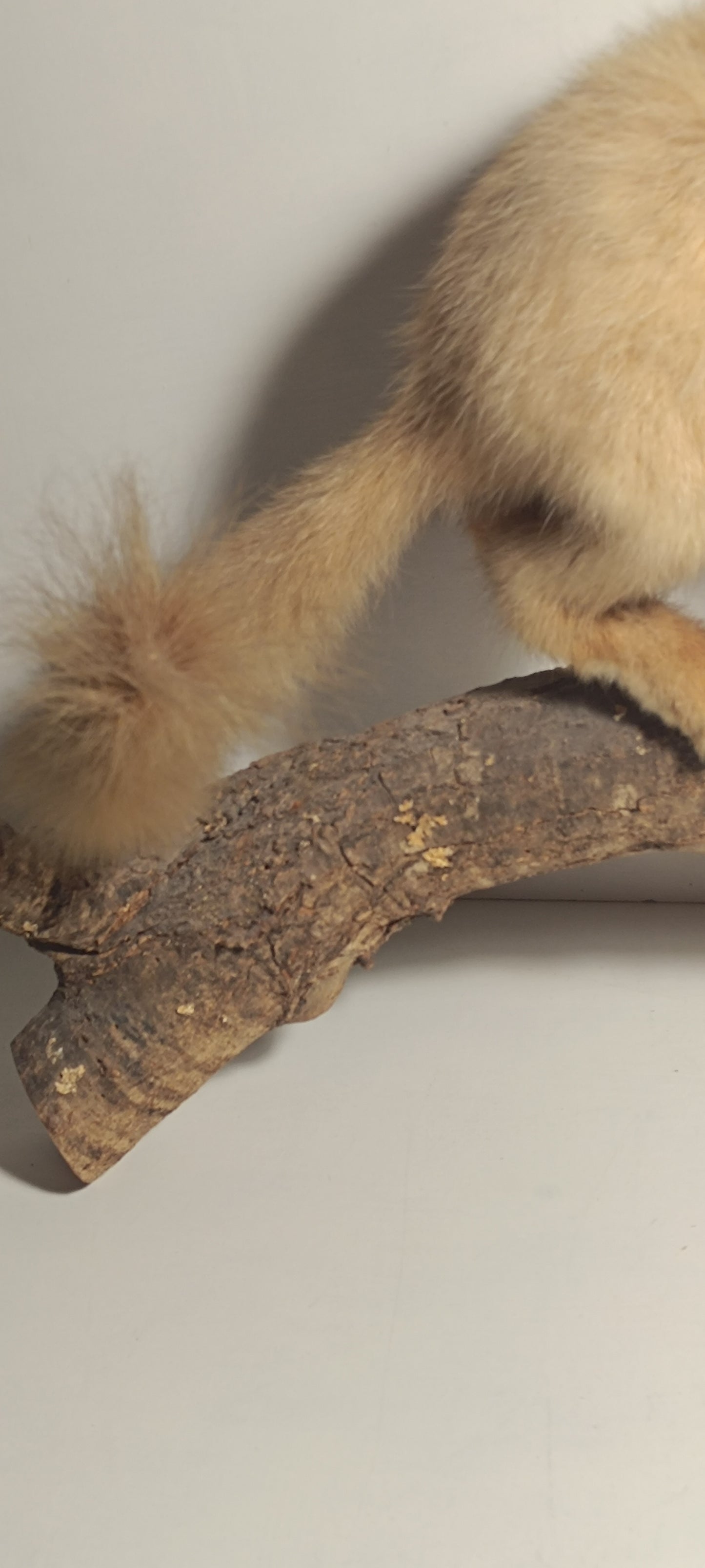 Taxidermie furet blanc sur sa branche.