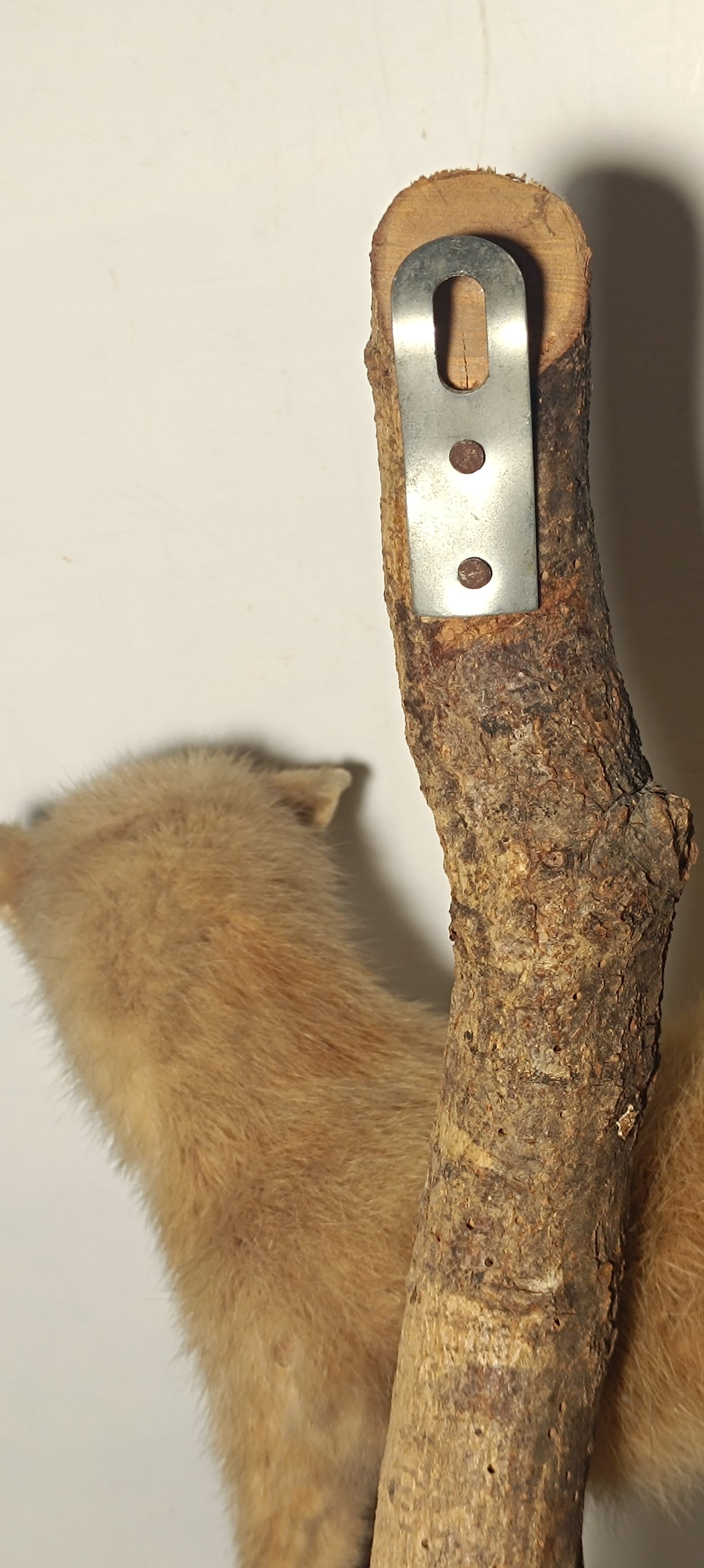 Taxidermie furet blanc sur sa branche.