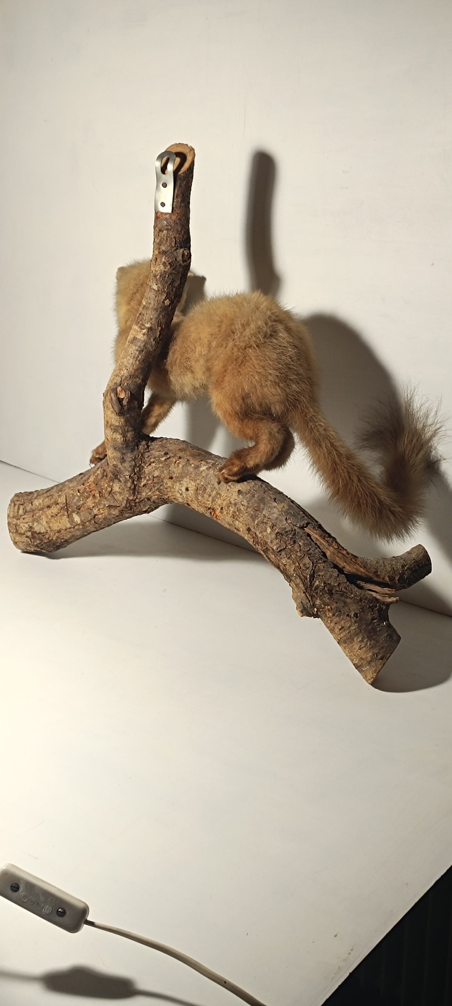 Taxidermie furet blanc sur sa branche.