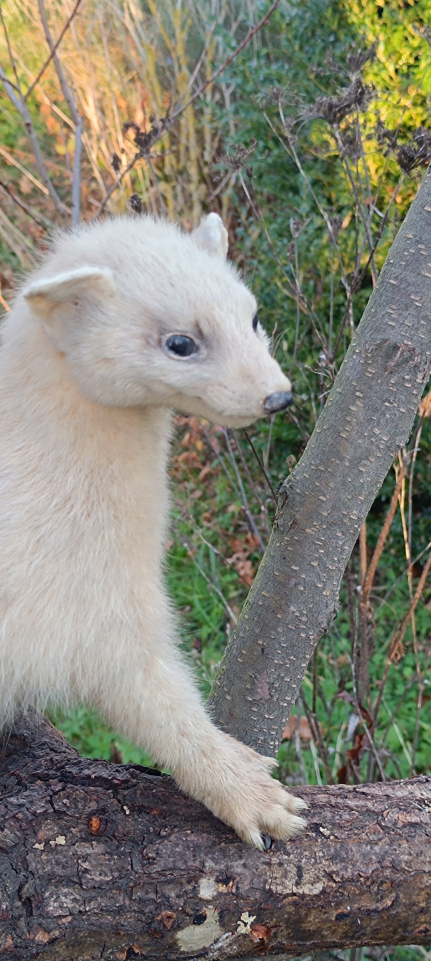 Taxidermie furet blanc sur sa branche.