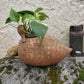 Cache-pot en terre cuite.